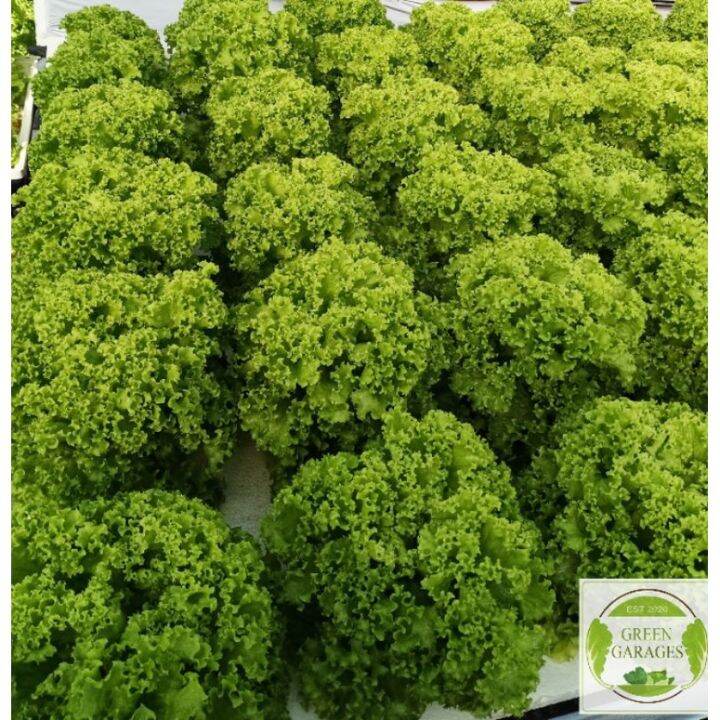 Estrosa Lettuce Lollo Bionda Seeds Lazada Ph 9488