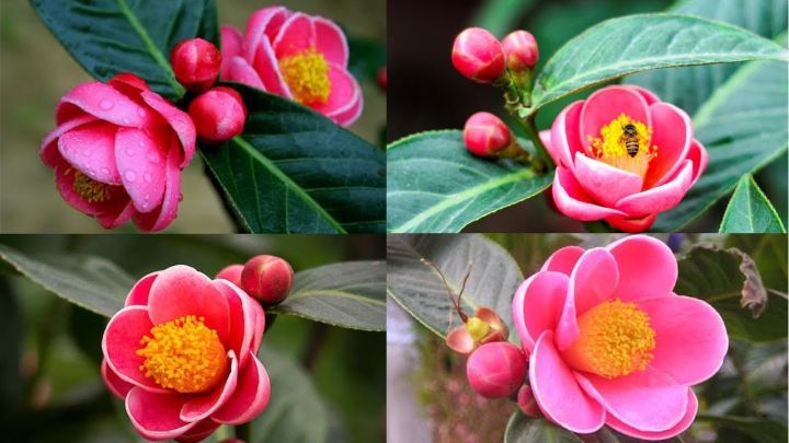 COM BO 2 cây giống HOA HẢI ĐƯỜNG- Hoa siêu to, siêu đẹp, siêu rẻ - Hoa màu  vàng rực rỡ - gửi đi nguyên bầu + tặng 3 cây chè xanh 