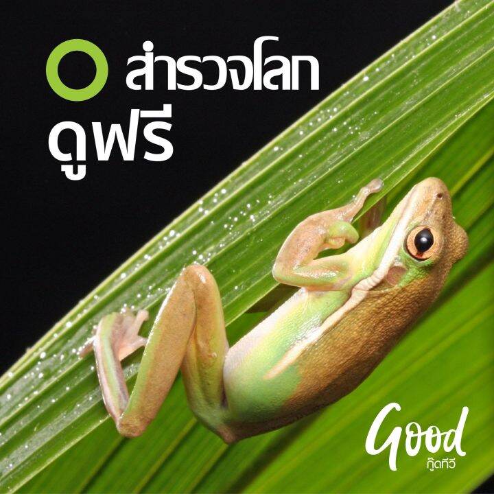 good-tv-แพ็ค-3-กล่อง-ดูสำรวจโลก-hd-ฟรี-เหมาะกับทีวีจอใหญ่-มีช่องพิเศษ-hd-เพิ่ม-14-ช่อง-ราคาเฉพาะกล่องรับสัญญาณดาวเทียม