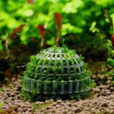 Natural Moss Ball Filter For Aquarium Crystal Red Shrimp House Fish Tank Decor Transparent Landscape Balls Fish Tank Accessories