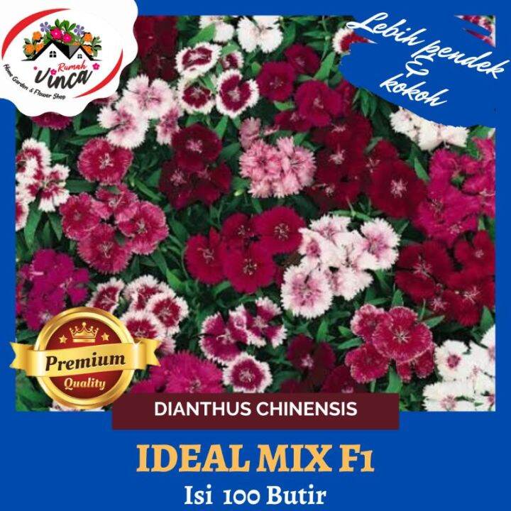 Benih Bunga Dianthus Chinensis IDEAL MIX F1 | Lazada Indonesia