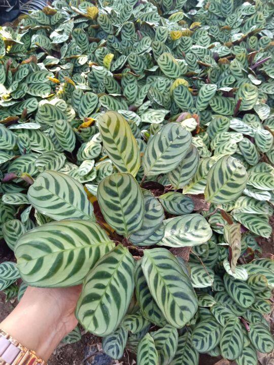 คล้าม้าลายแคระ-calathea-ไม้มงคล-ไม้ประดับ-ไม้ฟอกอากาศ-ไม้ประดับ-ไม้ฟอกอากาศ