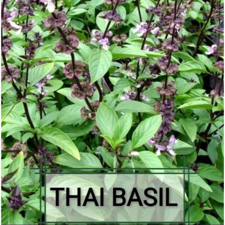 Thai Basil Seeds 50pcs | Lazada PH