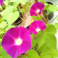 เมล็ดพันธุ์ มอร์นิ่งกลอรี สกาเร็ต โอฮารา (Scarlet OHara Morning Glory Seed) บรรจุ 40 เมล็ด คุณภาพดี ราคาถูก ของแท้ 100%