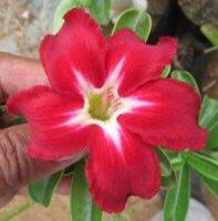 12 เมล็ด เมล็ดพันธุ์ ชวนชม สายพันธุ์ไต้หวัน ดอกชั้นเดียว Adenium Seeds กุหลาบทะเลทราย Desert Rose ราชินีบอนไซ อัตรางอก 80-90% มีคู่มือปลูก