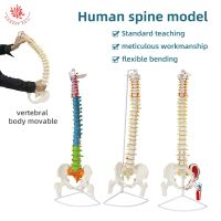 Teaching and show the human body vertebra model 45 cm85cm medical human spine flexible structure model