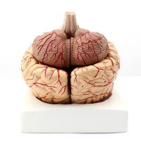 Medical human brain anatomical model of cerebral cerebral arteries neurologist teaching human brain structure model