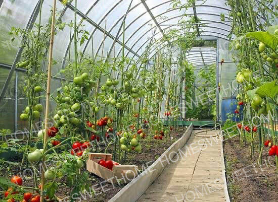 พลาสติกคลุมโรงเรือน-สีใส-ขนาด-5x25เมตร-หนา-200ไมครอน-uv7-โรงเรือน-greenhouse-โรงเรือนเพาะชำ-พลาสติกโรงเรือน-โรงเรือนปลูกผัก-ปลูกผัก-ออแกนิค