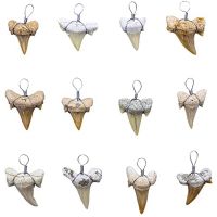 Real Fossil Sharks Teeth Sharks Teeth Sharks Tooth Pendant Charms Jewelry Accessorie for Jewelry Making, 12 Assorted Size Set of 12