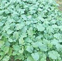 เมล็ดคะน้าดอย(hilltribe Chinese kale seeds) หายาก ชาวเขานิยมปลูกบริโภค กลิ่นแรงกว่าคะน้าธรรมดาทั่วไป แมลงไม่ชอบ ทนต่อโรคแมลง พันธุ์แท้เก็บเมล็ดทำพันธุ์ต่อได้