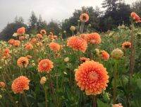 1 หัว/ออเดอร์ รักเร่ Dahlia Bulb สายพันธุ์ Maarn หัวรักเร่ ดอกไม้ หัวหน่อ เหง้า นำเข้า เนเธอร์แลน หัวสดใหม่