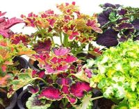 Plant Seeds เมล็ดพันธุ์  ฤาษีผสม Coleus hybridus rainbow 100 เมล็ด Plant Seeds เมล็ดพันธุ์นำเข้าจาก อังกฤษ