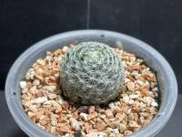 แมมมิลาเรีย คามิเน่ (mix Mammillaria carmenae)