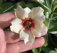 2 เมล็ด เมล็ดพันธุ์ ชวนชม สายพันธุ์ morning star สีเหลืองแดง Bonsai Desert Rose Adenium Seed กุหลาบทะเลทราย ราชินีทะเลทราย บอนไซ มีคู่มือปลูก