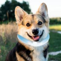 Cooling Harness Band สำหรับฤดูร้อนสุนัขฤดูร้อนขนาดเล็กสัตว์เลี้ยงขนาดใหญ่ Sunstroke Ice Medium Cooler Collar Neck Wrap Cooling สำหรับ Dog