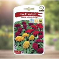 เมล็ดพันธุ์ ดอกไม้ หงอนไก่ อาร์มอร์ Celosia Cristata Armor ( 30 เมล็ด )