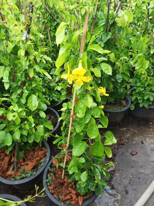 ต้นเหลืองชัชวาลย์-เหลืองชัชวาลย์-ไม้เลื้อยให้ดอกสวยสะพรั่ง-ต้นในถุวดำ-สูง-60-cmว-ใบสวยดอกสวย-ไม้โบราณ
