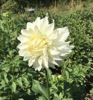 1 หัว/ออเดอร์ รักเร่ Dahlia Bulb สายพันธุ์ White Doitung หัวรักเร่ ดอกไม้ หัวหน่อ นำเข้า เหง้า เนเธอร์แลน หัวสดใหม่