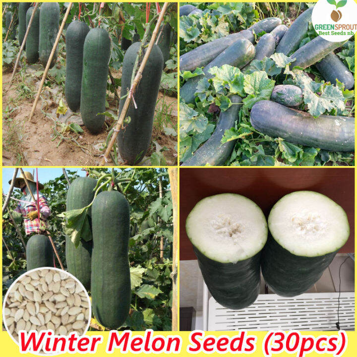[High Germination] Giant Winter Melon Seeds for Planting (30 Seeds/pack