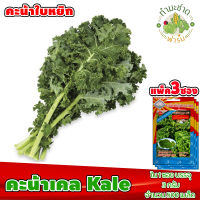 {{ส่งKerry}}[แพ็ค 3 ซอง] 3A เมล็ดพันธุ์ :คะน้าเคล Kale คะน้าใบหยิก พันธุ์คะน้าประดับกินใบ ประมาณ 500 เมล็ด/ซอง ตราสามเอ เมล็ดพันธุ์ผัก เมล็ดผัก เมล็ดพืช ผักสวนครัว ปลูกผัก