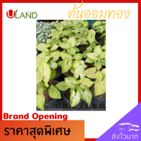 Uland ต้นออมทอง 1 ต้นพร้อมกระถาง ต้นไม้มงคล ในยุคนี้ที่ต้องมี! เสริมดวง ต้นไม้สีสวย ต้นไม้ประดับ สวยงาม