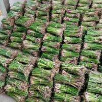 (โปร++) พันธุ์หญ้าแฝก 3,000 ต้น หญ้าแฝกลุ่ม ( Grass) ป้องกันดินพัง ส่วนลด เมล็ดพันธุ์ พันธุ์ข้าว เมล็ดหญ้า เมล็ดข้าวโพด