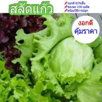 สลัดแก้ว เมล็ดพันธุ์ผักสลัด (10 บ.) งอก85%ขึ้น Lettuce Icebert Crispy 100เมล็ด