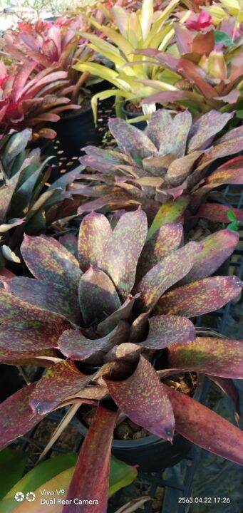 สับปะรดสี-neo-bromeliad-ไม้ประดับทนแล้ง-เป็นไม้ยอดนิยม-สีสันและลวดลายสวยงาม-จัดส่งพร้อมกระถาง8นิ้ว