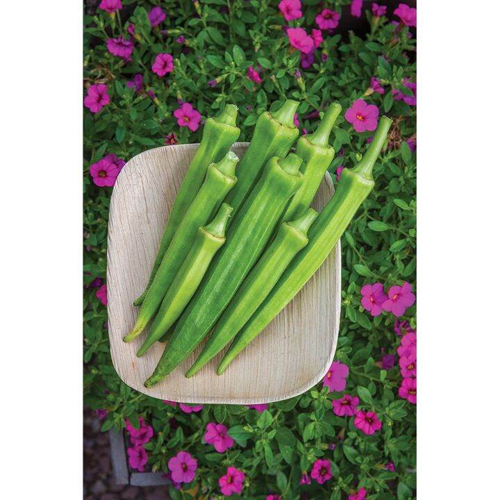 Burpee Baby Bubba Okra Seeds 30 seeds Lazada PH