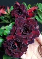 5 เมล็ด เมล็ดพันธุ์ ชวนชม ลูกผสมไฮบริด สายพันธุ์ Double hybrid Black สีดำ กุหลาบทะเลทราย Desert Rose Adenium seed ราชินีบอนไซ ปลูกง่ายมาก รีบสะสม