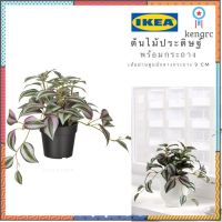 ?พร้อมส่ง?IKEA_FEJKA เฟคก้า ต้นไม้ปลอม ต้นไม้ประดิษฐ์ ไม้ประดิษฐ์ในกระถาง 9ซม. ยอดขายดีอันดับหนึ่ง