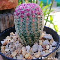 เรนโบว์ แคคตัส (Echinocereus Pectinatus Rubispinus) Cactus สีสันสดใส ไม้เสริมดวง บารมี งานเงิน ความรัก สดใส size1.1-5.8cm. 1ต้น/PCs