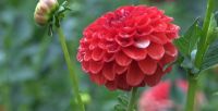 1 หัว/ชุด รักเร่ Dahlia Bulb สายพันธุ์ Lollipop หัวรักเร่ ดอกไม้ หัวหน่อ เหง้า นำเข้า เนเธอร์แลน หัวสดใหม่