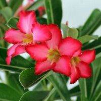 12 เมล็ด เมล็ดพันธุ์ ชวนชม สายพันธุ์ไต้หวัน ดอกชั้นเดียว Adenium seed กุหลาบทะเลทราย Desert Rose ราชินีบอนไซ อัตรางอก 80-90% มีคู่มือการปลูก