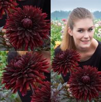 1 หัว/ออเดอร์ รักเร่ Dahlia Bulb สายพันธุ์ Black Jack หัวรักเร่ ดอกไม้ หัวหน่อ เหง้า นำเข้า เนเธอร์แลน หัวสด