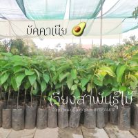 ต้นอะโวคาโด้ พันธุ์บัคคาเนีย 200 บาท เสียบยอด ความสูง 40 - 50 เซนติเมตร