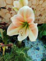 2หัว/ชุด Amaryllis  (Hippeastrum) ว่านสี่ทิศฮอลล์แลนด์พันธุ์ หัวใหญ่ 21-23ซม.ปลูกง่าย ออกดอกบ่อย (สินค้านำเข้า) ไม้มงคล ไม้สวยงาม เรียกทรัพย์.