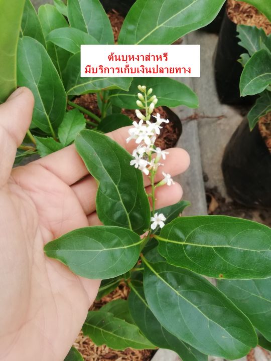 บุหงาส่าหรี-สูงประมาณ-30-ซม-ราคา-65-บาทค่ะ