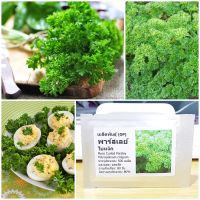 เมล็ดพันธุ์ พาร์สเลย์ใบหงิก (Moss Curled Parsley Seed) บรรจุ 500 เมล็ด คุณภาพดี ราคาถูก ของแท้ 100%