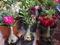 10 เมล็ด เมล็ดพันธุ์ ชวนชม สายพันธุ์ฮอลแลนด์ คละสี Adenium Seed กุหลาบทะเลทราย Desert Rose ราชินีบอนไซ อัตราการงอก 80-90% มีคู่มือปลูก