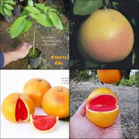 (1ต้น) ต้น เกรฟฟรุต พันธุ์ รูบี้สตาร์ Ruby star Grapefruit เกรป ฟรุต รูบี้ สตาร์ USA / พิสุทธิ์ เกรปฟรุต