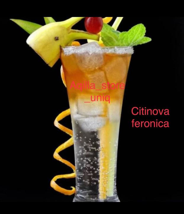 Promo Gelas Veronica Citinova Model Terbaru Gelas Veronica 6 Pcs Gelas Sirup Tinggi 0862