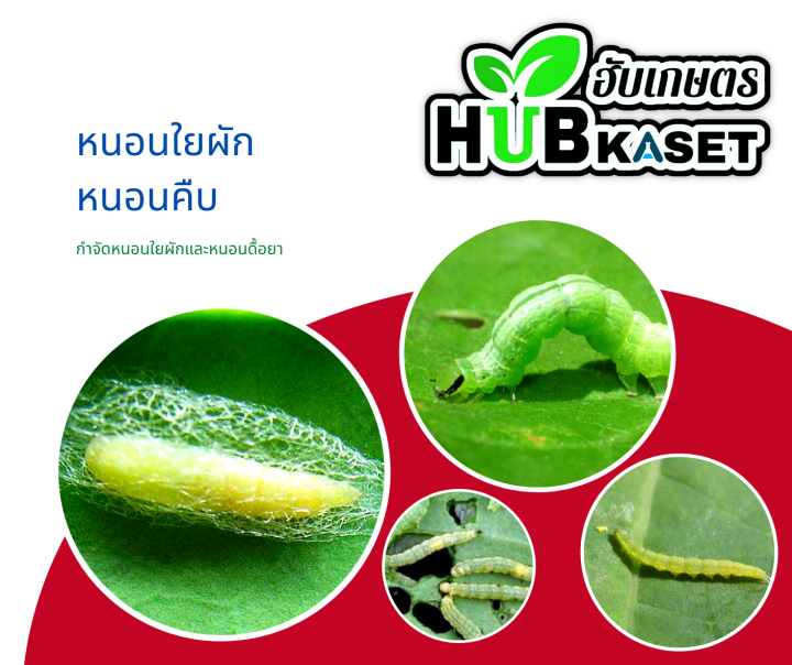 ฟิโพรนิล-ตราไก่เกษตร-1ลิตร-ฟิโพรนิล-ป้องกันและกำจัดเพลี้ย-หนอน-ด้วง-ไร