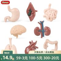 【STCOK】 Human Internal Organs Model Heart Liver Spleen Lungs Kidneys Brain Gastrointestinal Organs Early Childhood Education Popular Science Organ Cognitive Toys