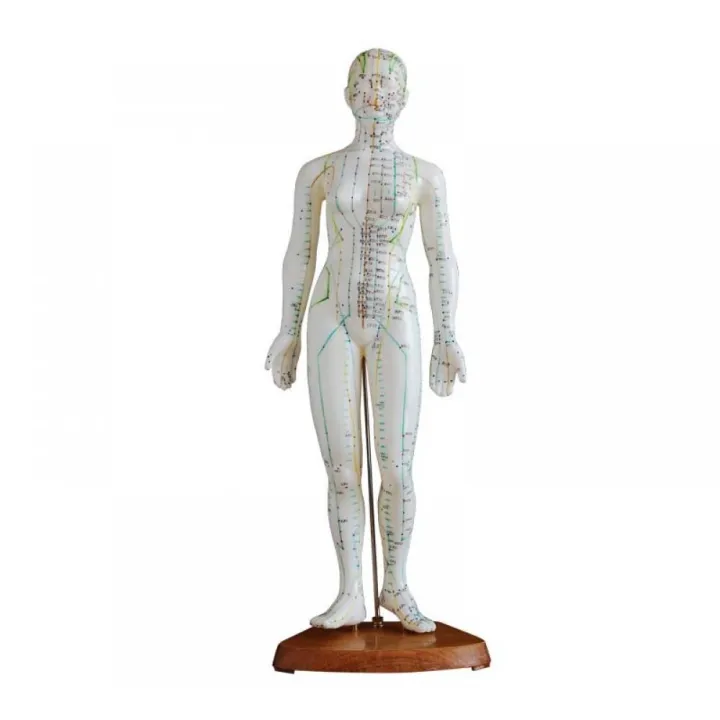 *ship From M'sia* Acupuncture Model 48CM Female针灸模型 (Teaching Medical ...