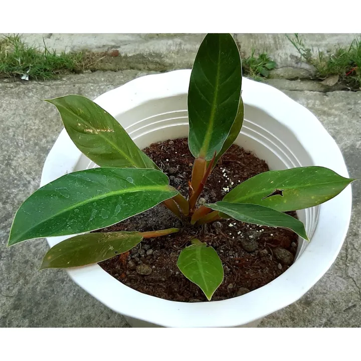 Philodendron Melaloni COD Rare Plant | Lazada PH