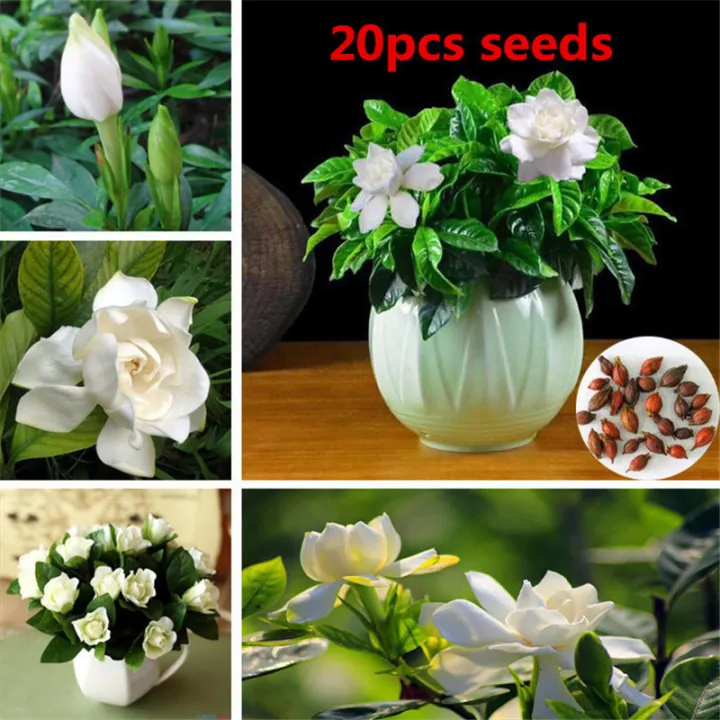 Philippines Ready Stock Gardenia Gardenia Bulb Bonsai Cape Jasmine Garden  Potted Flower Aromatic Odor Plants For Room Live Plants For Sale Easy To  Grow Indoor And Outdoor Mayana Real Seeds | Lazada