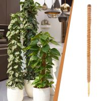 Moss Pole For Plants Extendable Coconut Palm Sticks For Climbing Potted Plants Ideal Support For Indoor And Outdoor Plants Key Holders