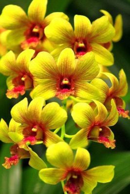 18 เมล็ดพันธุ์ เมล็ดกล้วยไม้ กล้วยไม้ ซิมบิเดียม (Cymbidium Orchids) Orchid flower seeds อัตราการงอกสูง 70-80%