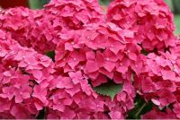 20 เมล็ด เมล็ดไฮเดรนเจีย Hydrangea Seeds สีชมพู ไฮเดรนเยียสายพันธุ์ฝรั่งเศส ของแท้ 100% อัตรางอกสูง 70-80% มีคู่มือปลูก